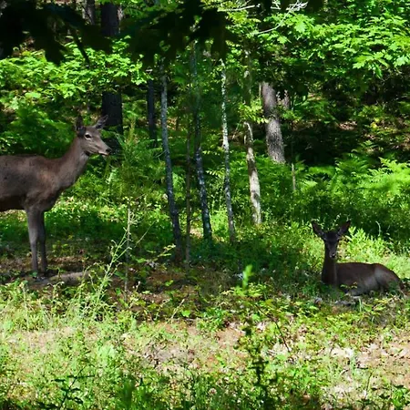 Quinta Da Serrana Farma *