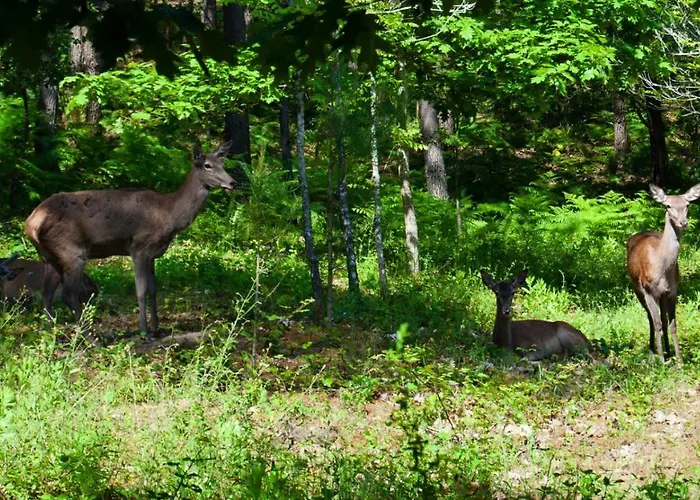 Quinta Da Serrana Gospodarstwo agroturystyczne *